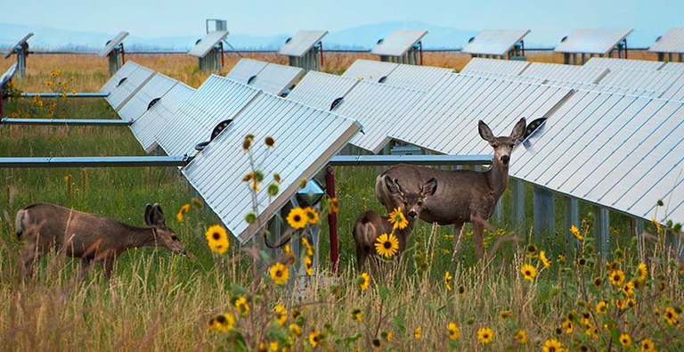 Deer at NREL